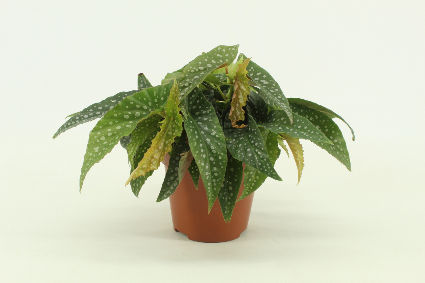 Planta naturala H20cm Begonia cane Double Dot PS12/ in pamant