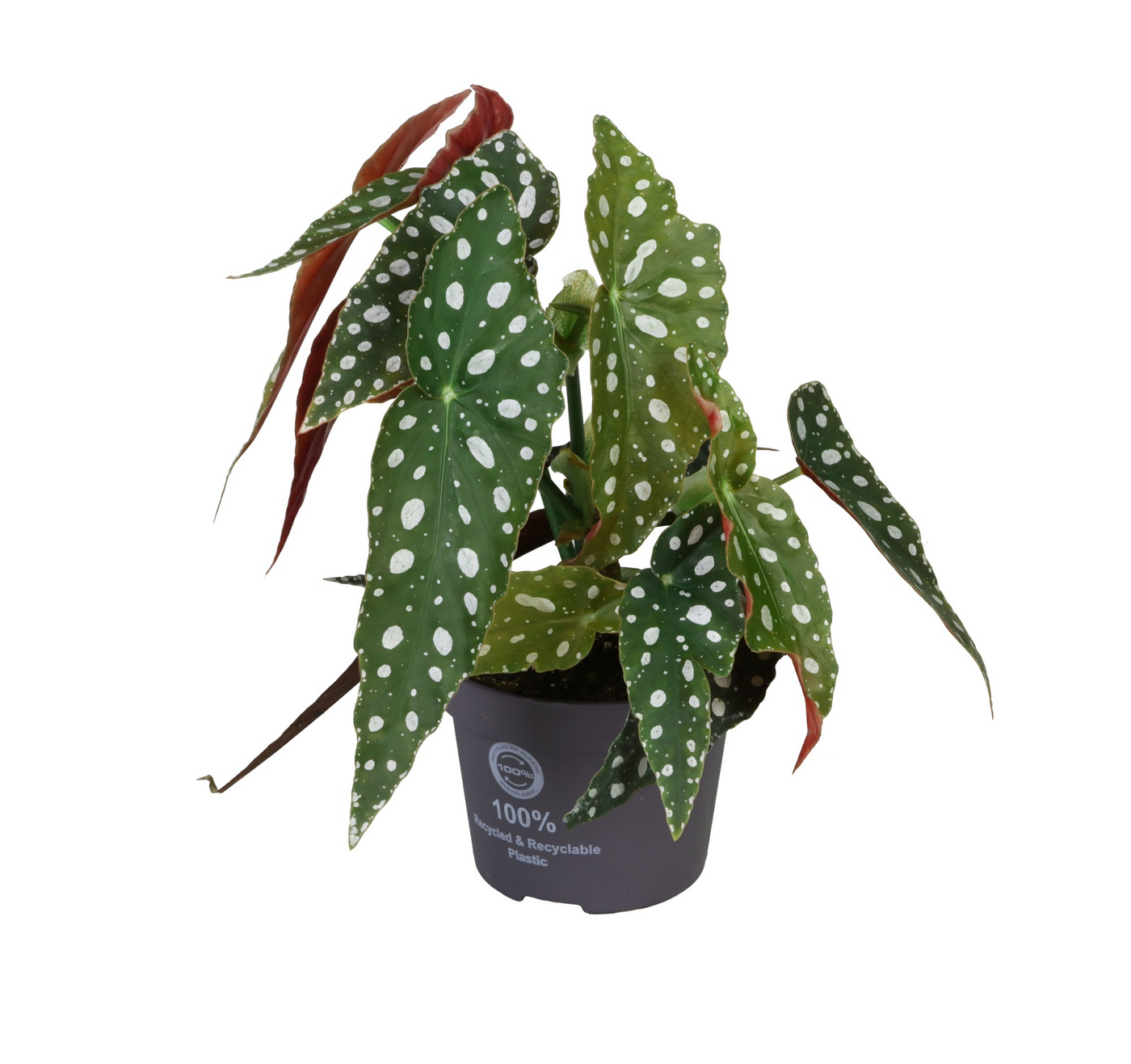 Planta naturala H20cm Begonia Maculata Wightii PS12/ in pamant