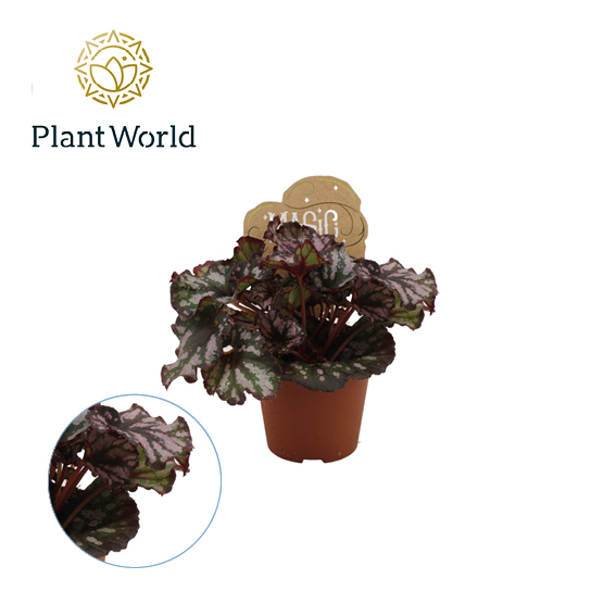 Planta naturala H20cm Begonia rex Cumbia PS8/ in pamant