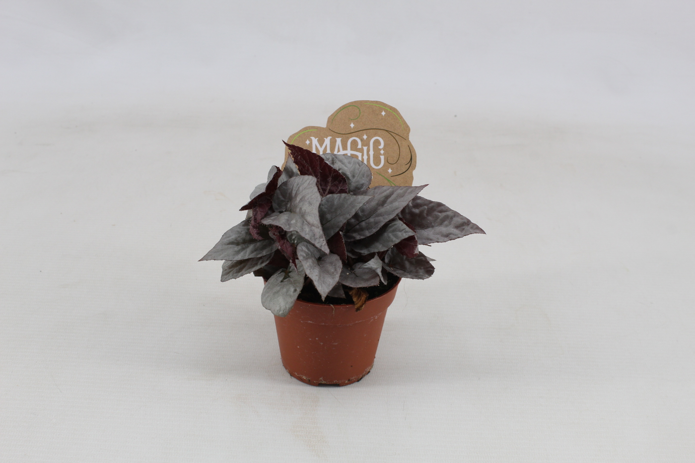 Planta naturala H20cm Begonia rex Silver Limbo PS8/ in pamant