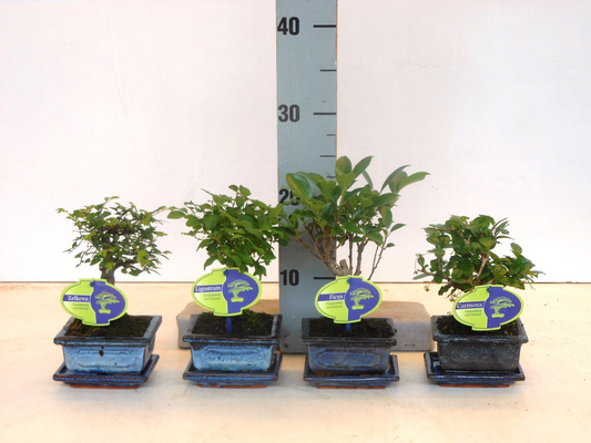 Planta naturala H20cm Bonsai mix PS12/ in pamant