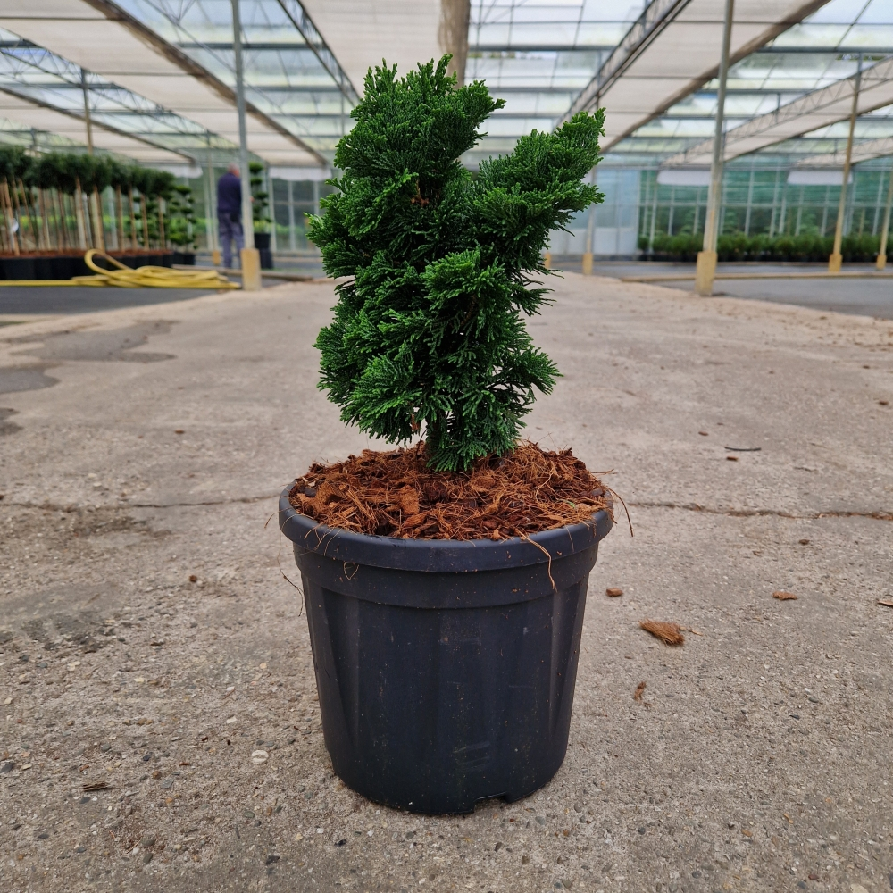 Planta naturala H20cm Chamaecyparis obtusa 'Nana Gracilis' PS20/ in pamant