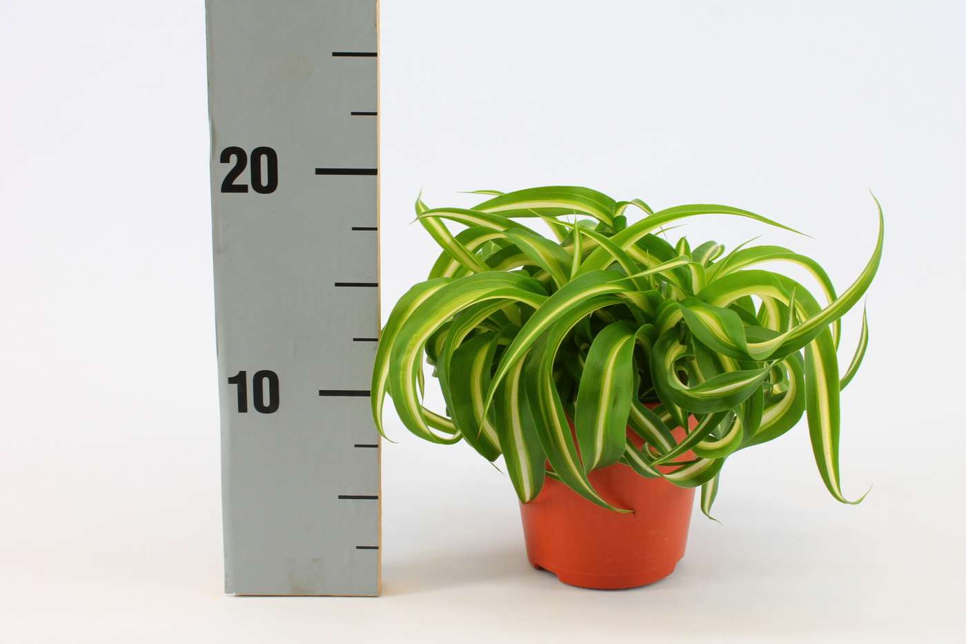 Planta naturala H20cm Chlorophytum comosum 'Bonnie' PS12/ in pamant