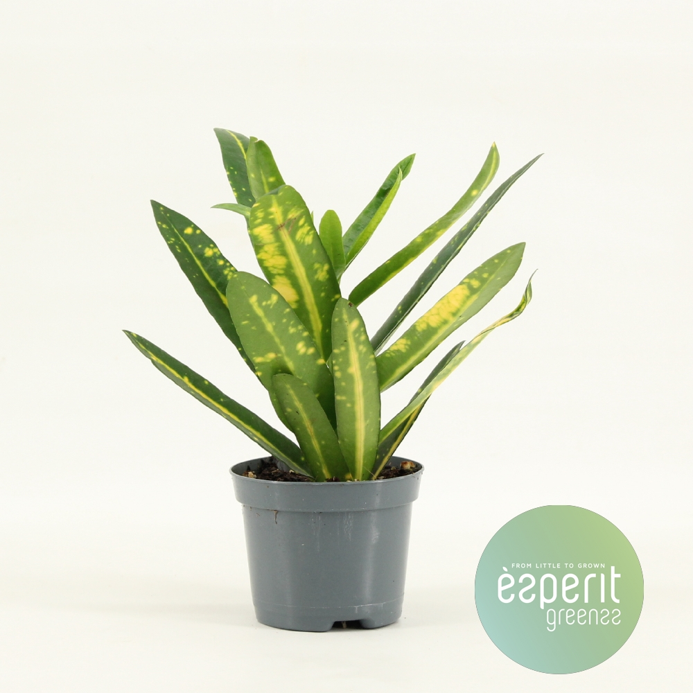 Planta naturala H20cm Codiaeum Sunny Star PS8/ in pamant