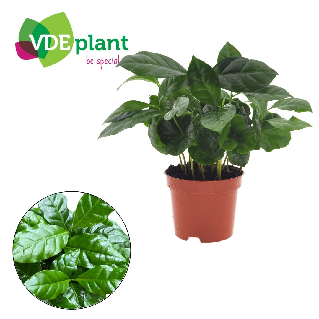Planta naturala H20cm Coffea arabica PS9/ in pamant