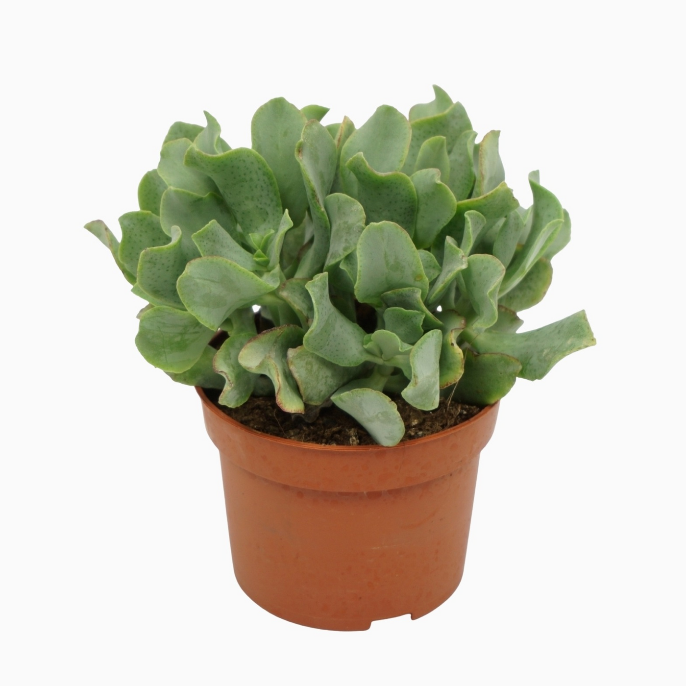 Planta naturala H20cm Crassula arborescens subsp. undilatifolia 'Curly' PS10/ in pamant