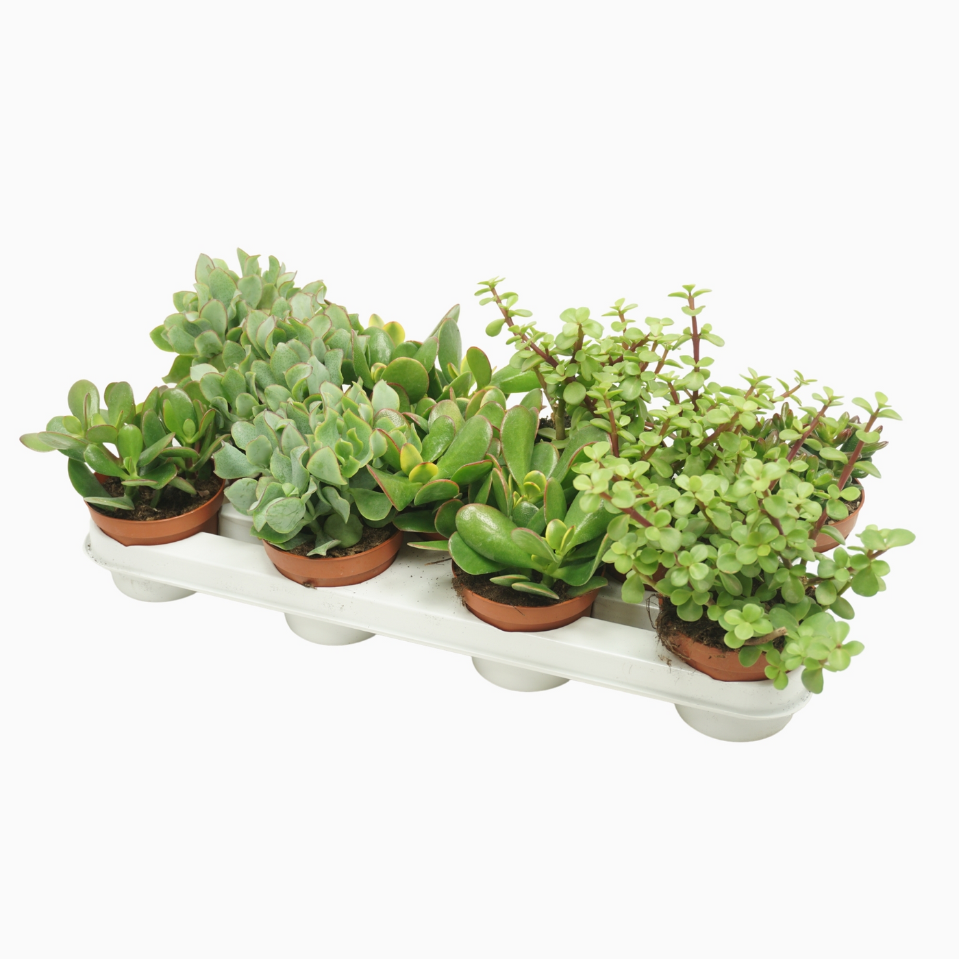 Planta naturala H20cm Crassula mix PS10/ in pamant