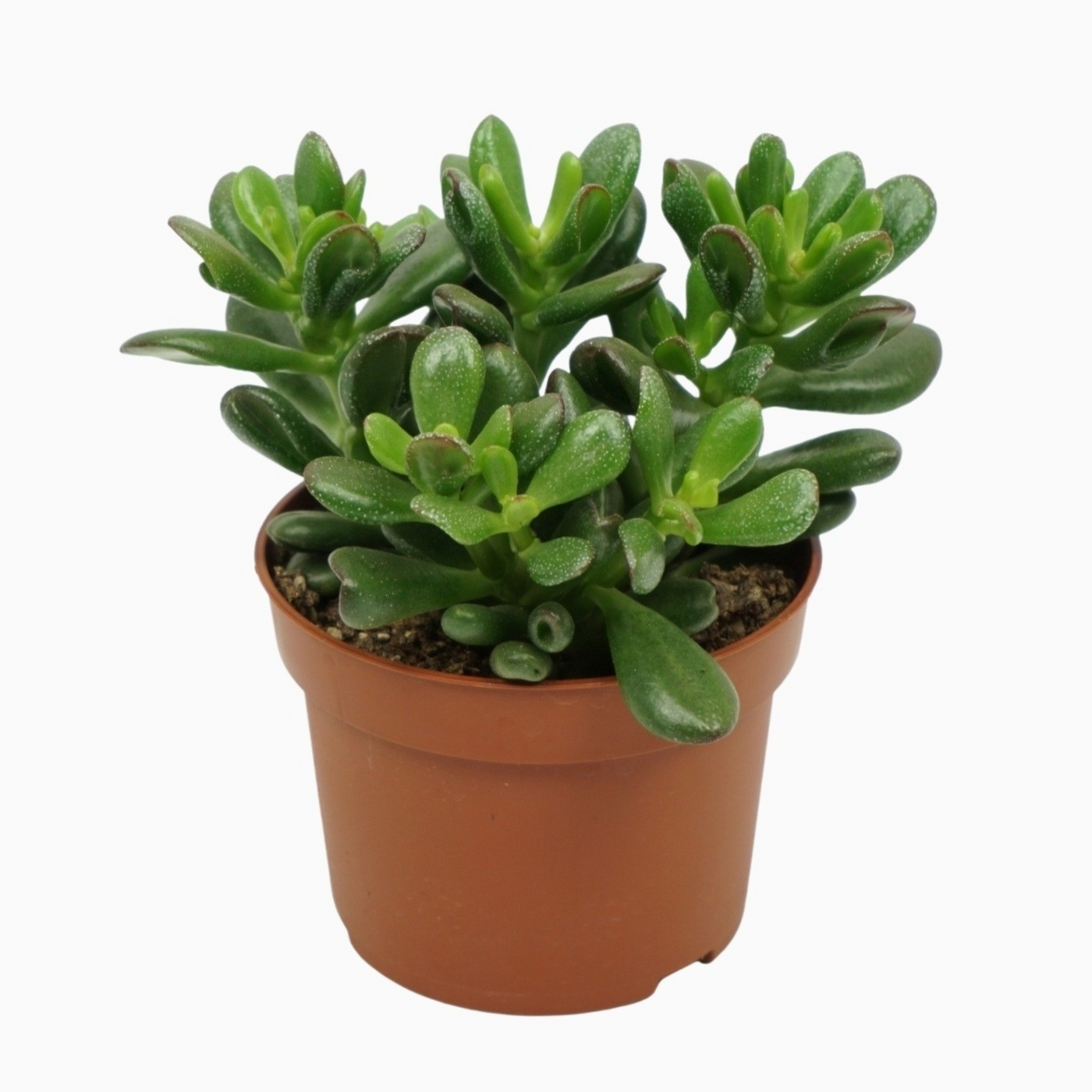 Planta naturala H20cm Crassula ovata 'Gandalf' PS10/ in pamant