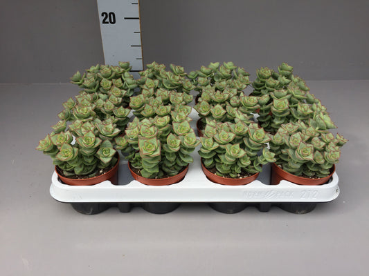 Planta naturala H20cm Crassula Pogoda PS9/ in pamant