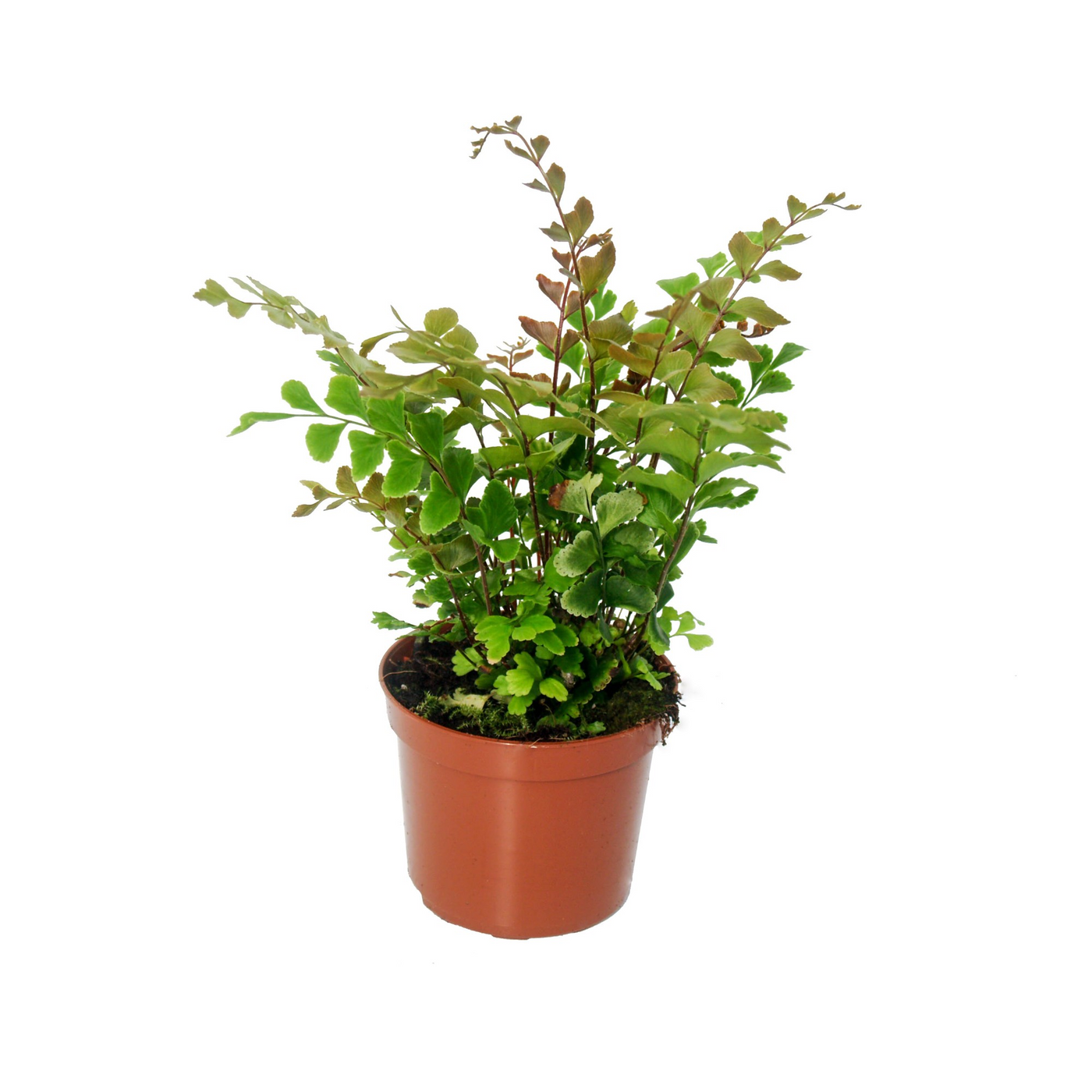 Planta naturala H20cm Didymochlaena truncatula PS8/ in pamant