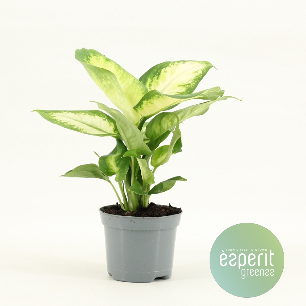 Planta naturala H20cm Dieffenbachia Camilla PS8/ in pamant