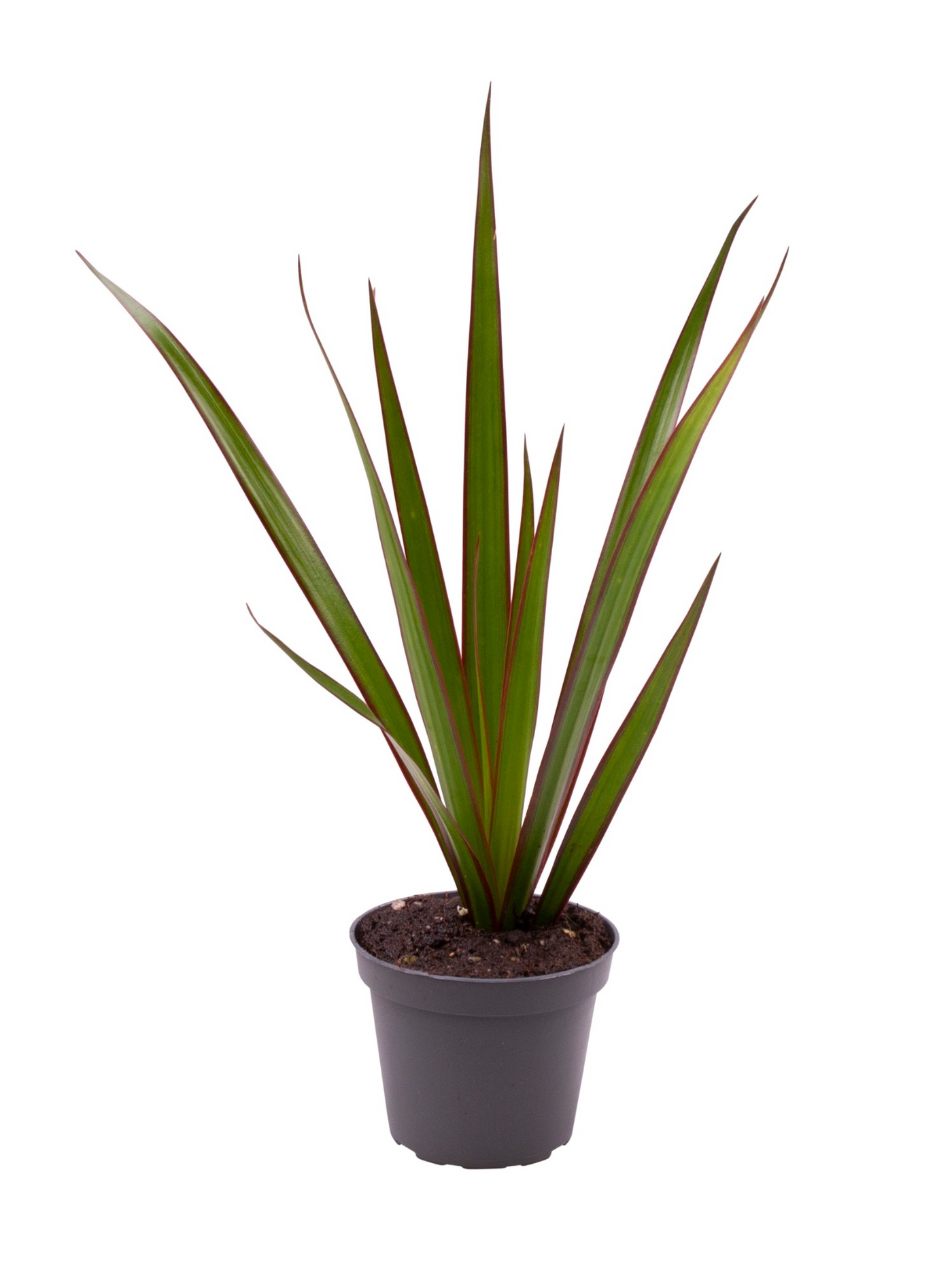 Planta naturala H20cm Dracaena marginata PS6/ in pamant