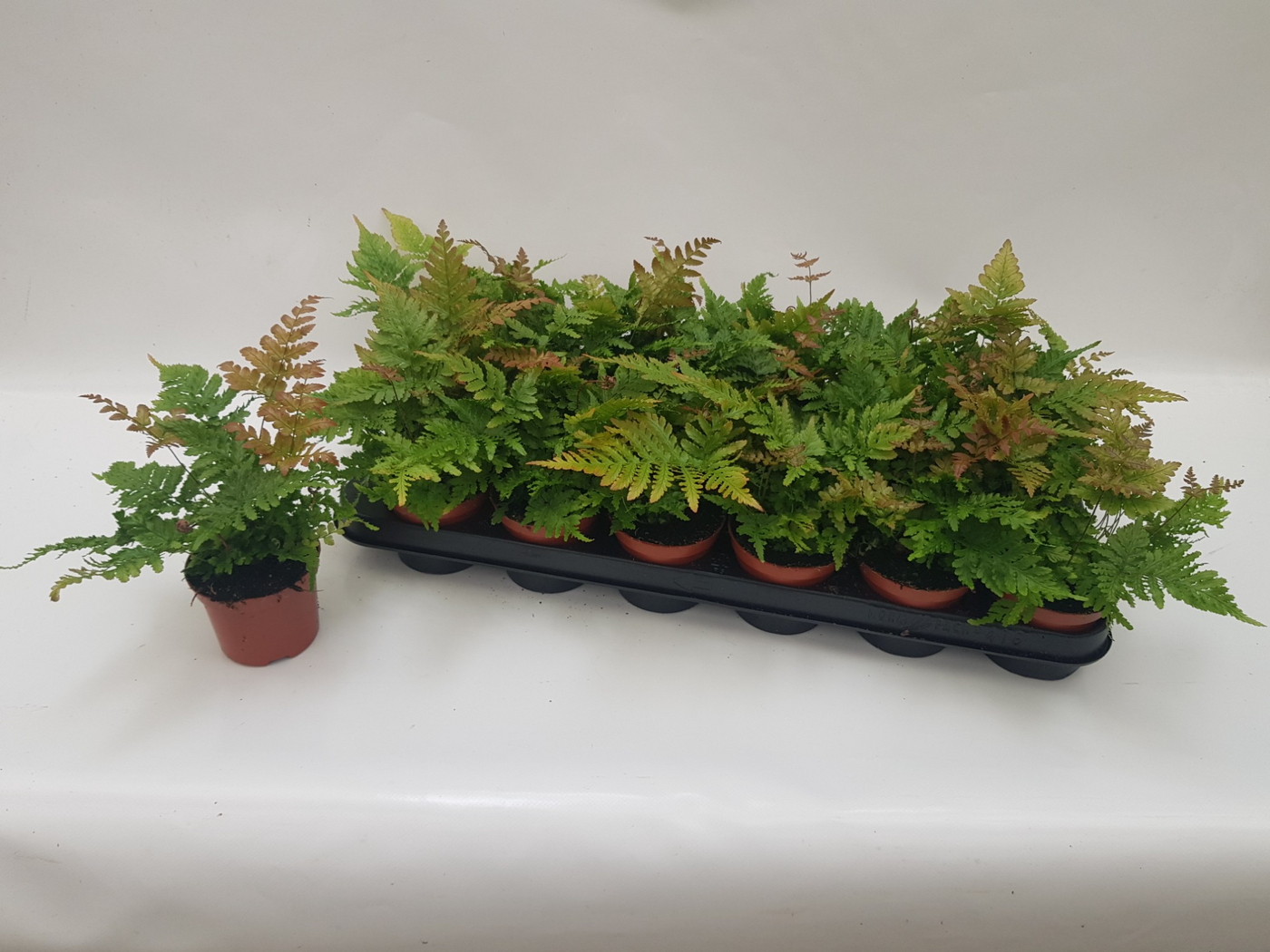 Planta naturala H20cm Dryopteris erythrosora PS8/ in pamant