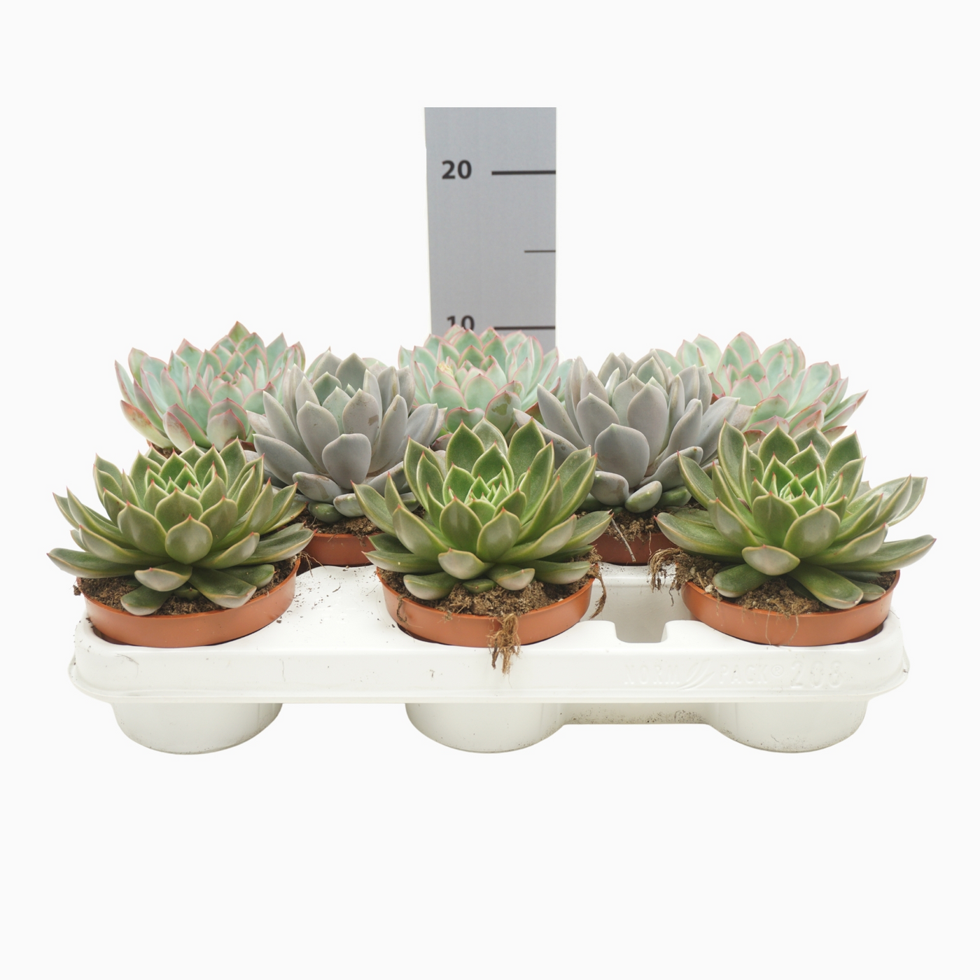 Planta naturala H20cm Echeveria mix PS10/ in pamant