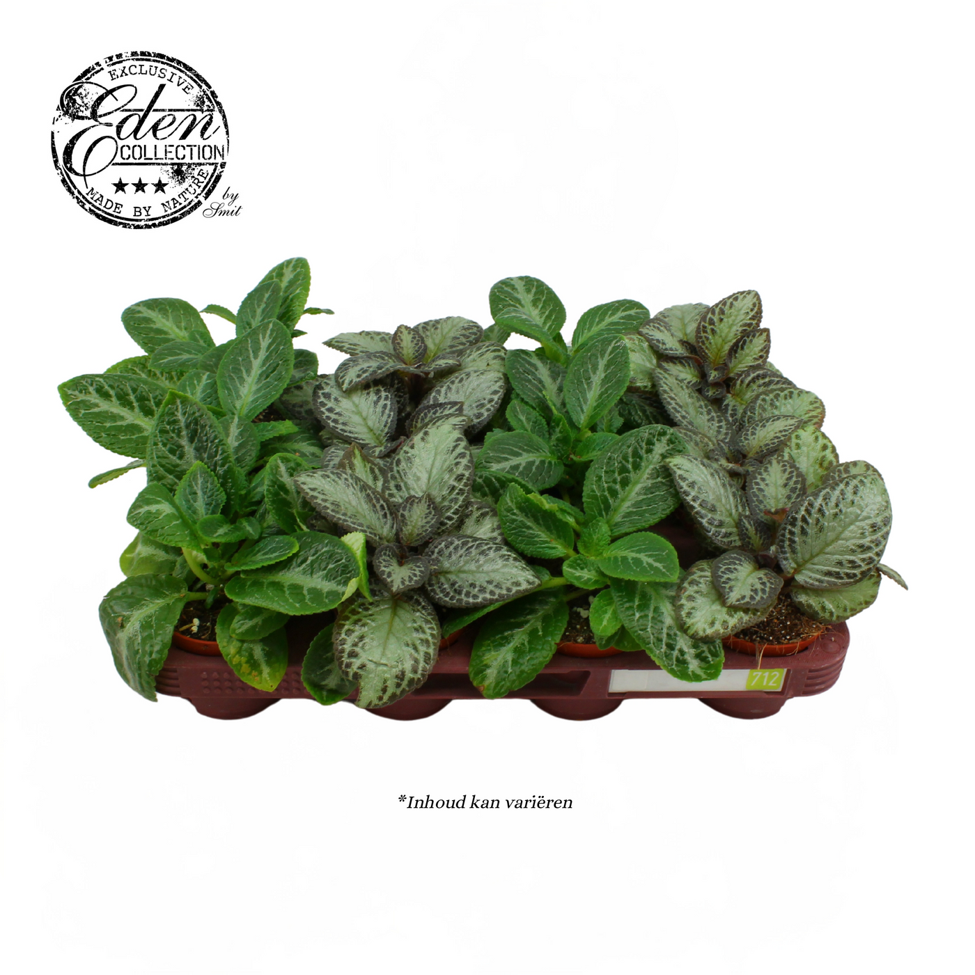 Planta naturala H20cm Episcia cupreata PS8/ in pamant