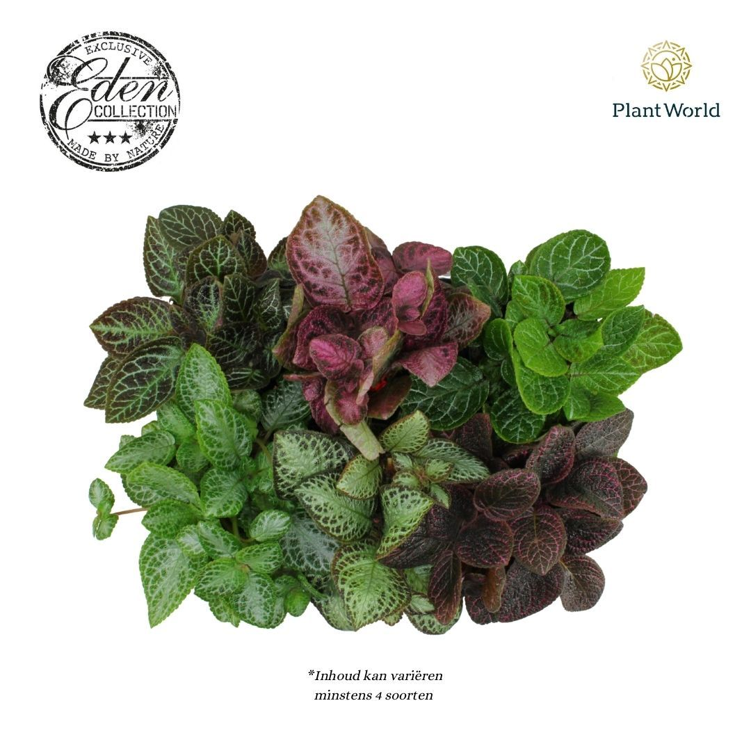 Planta naturala H20cm Episcia mix PS12/ in pamant