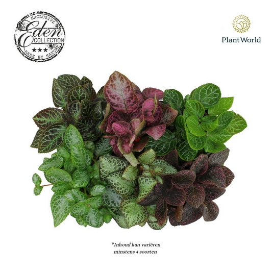 Planta naturala H20cm Episcia mix PS12/ in pamant