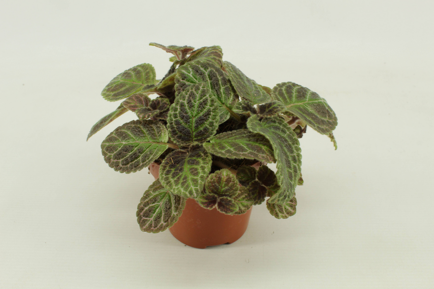 Planta naturala H20cm Episcia PS12/ in pamant
