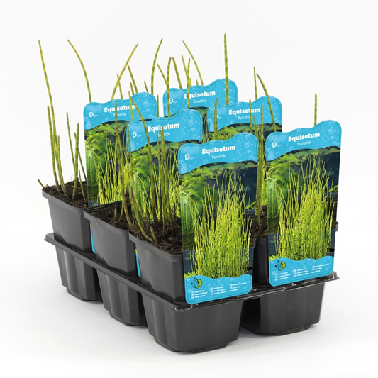 Planta naturala H20cm Equisetum fluviatile PS9/ in pamant