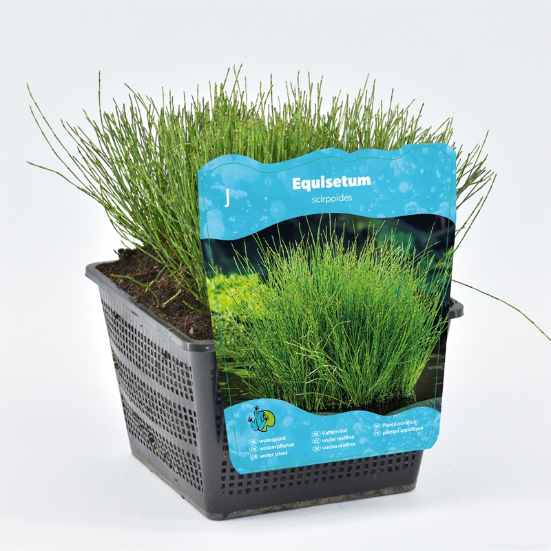Planta naturala H20cm Equisetum scirpoides PS18/ in pamant