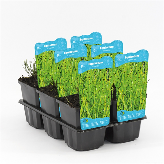 Planta naturala H20cm Equisetum scirpoides PS9/ in pamant