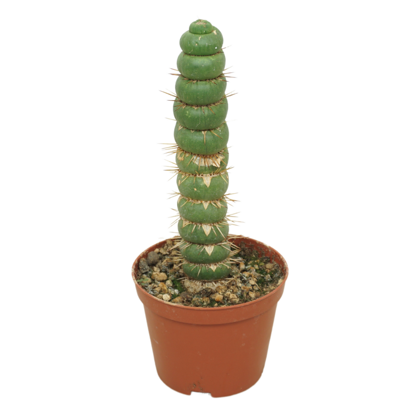 Planta naturala H20cm Eulychnia castanea spiralis PS10/ in pamant