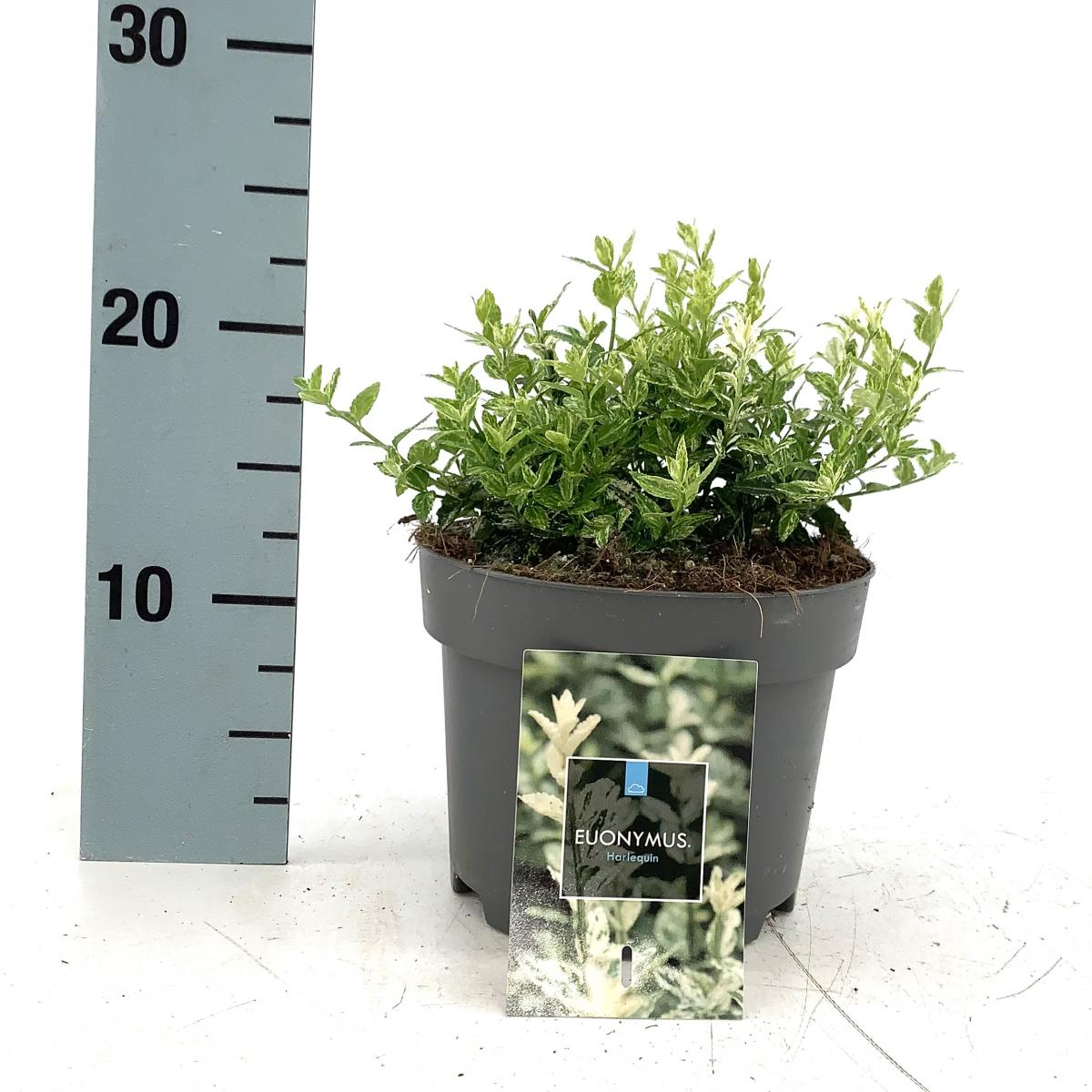 Planta naturala H20cm Euonymus fortunei 'Harlequin' PS17/ in pamant