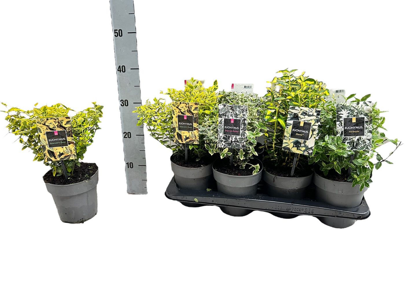 Planta naturala H20cm Euonymus fortunei PS15/ in pamant