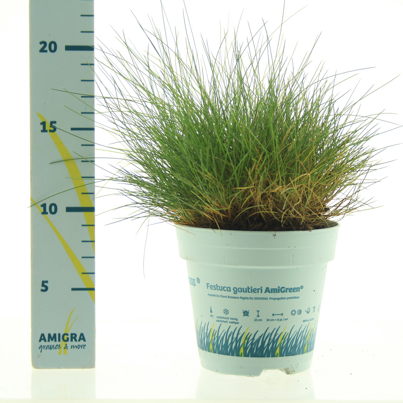 Planta naturala H20cm Festuca gautieri 'Amigreen' PS10/ in pamant