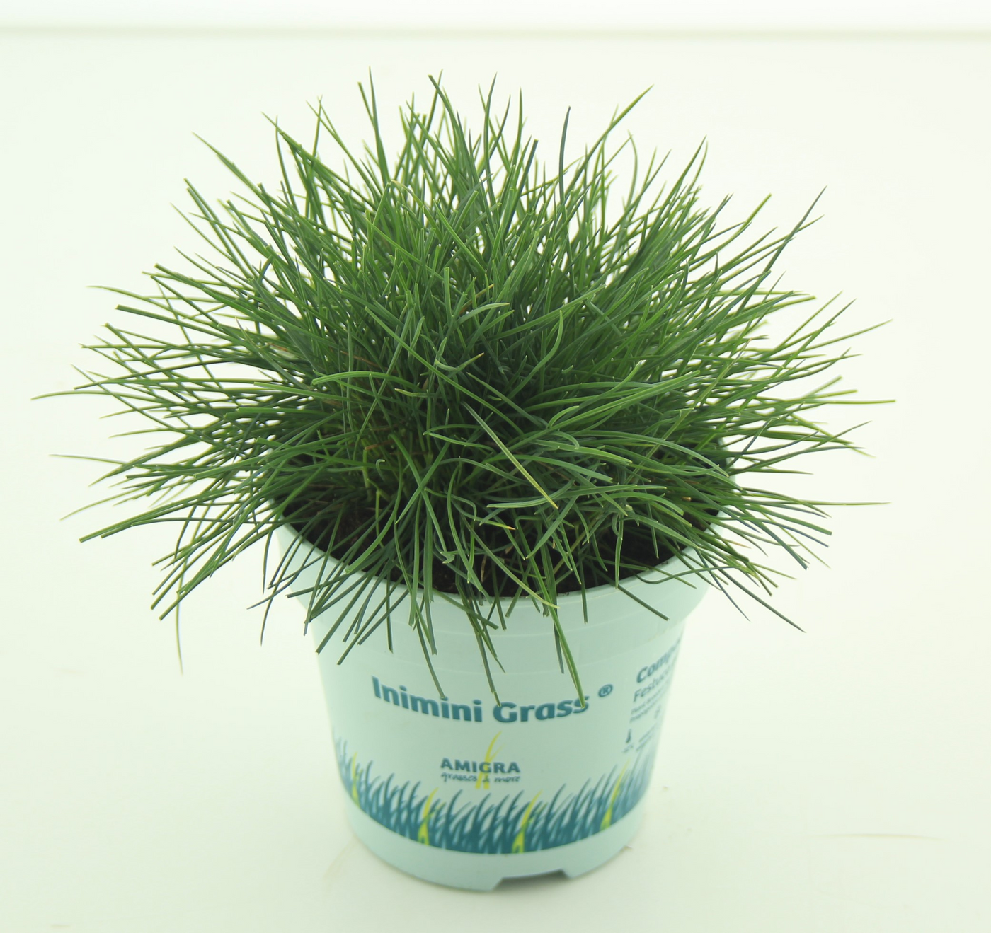 Planta naturala H20cm Festuca glauca Compacta Blue PS10/ in pamant