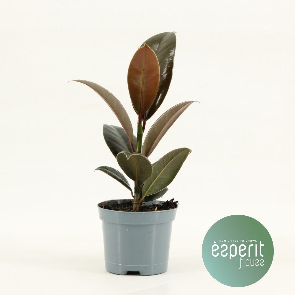 Planta naturala H20cm Ficus elastica Melany  PS8/ in pamant