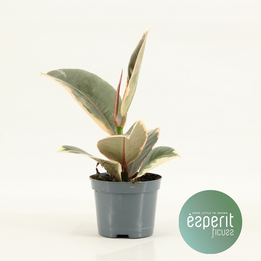 Planta naturala H20cm Ficus elastica Tineke PS8/ in pamant
