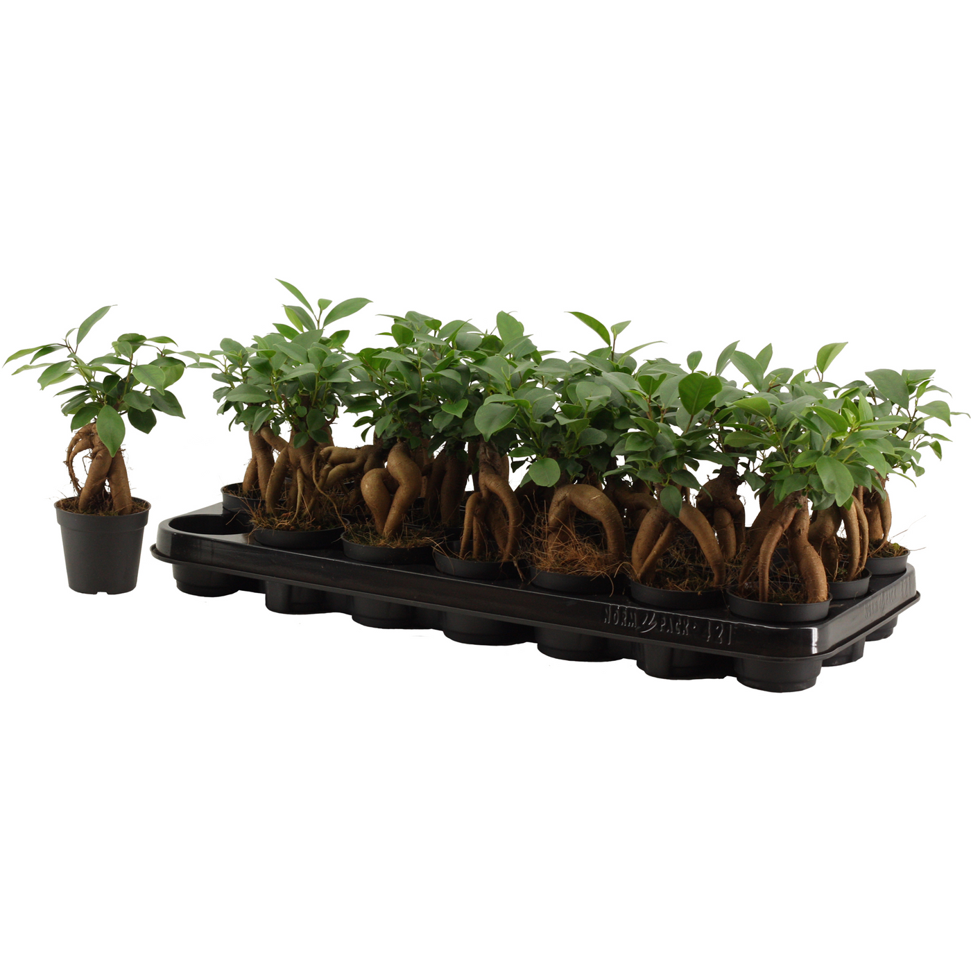 Planta naturala H20cm Ficus Ginseng Retusa PS7/ in pamant