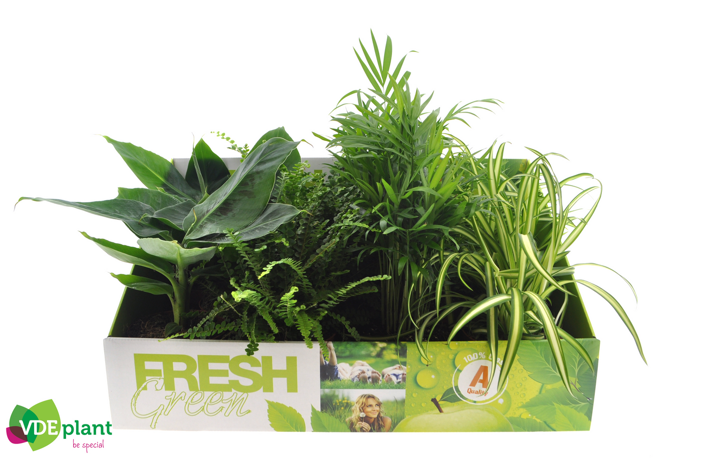 Planta naturala H20cm Fresh Green mix PS12/ in pamant