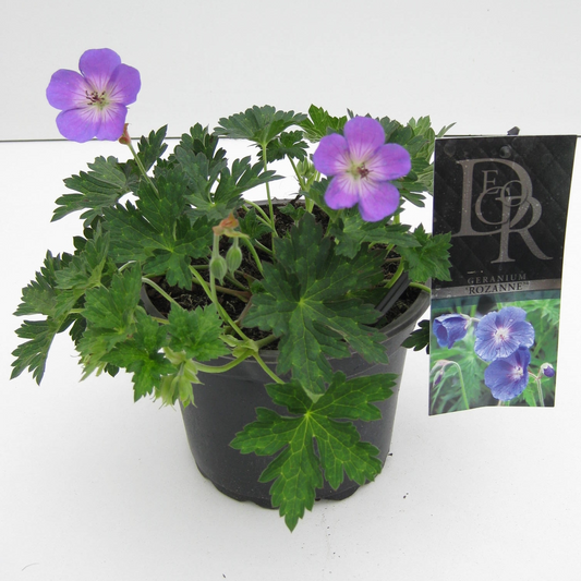 Planta naturala H20cm Geranium Rozanne in tray PS17/ in pamant