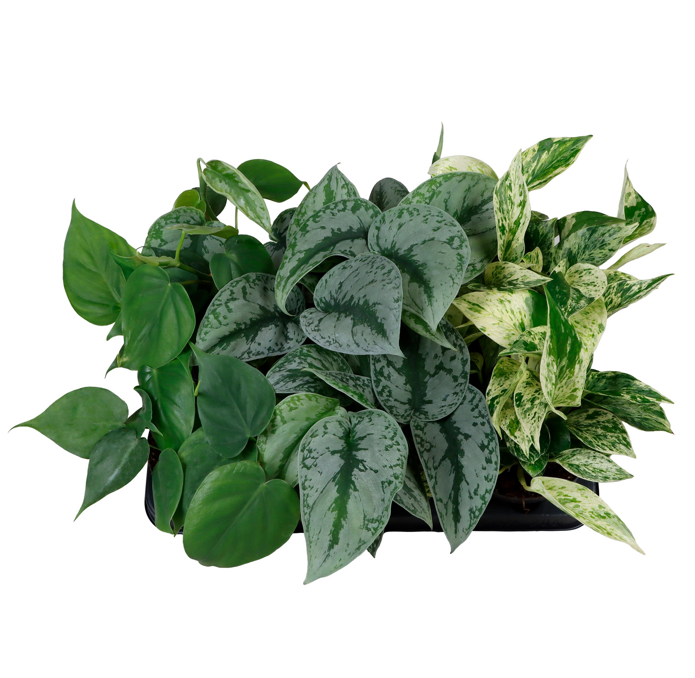Planta naturala H20cm Green Hanging Plants mix PS12/ in pamant