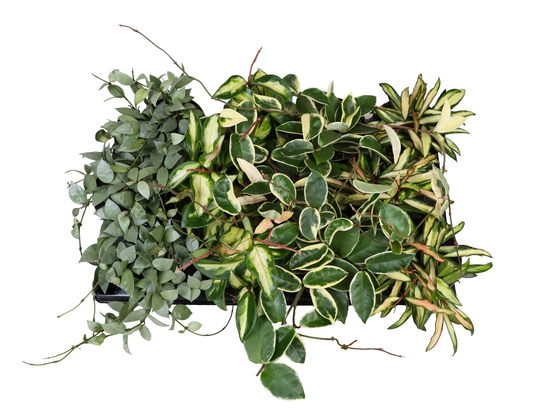 Planta naturala H20cm Hoya mix PS12/ in pamant