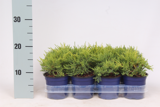 Planta naturala H20cm Juniperus x pfitzeriana 'Gold Coast' PS11/ in pamant