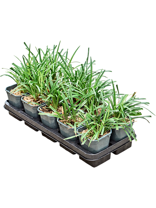 Planta naturala H20cm Liriope muscari 'Moneymaker' PS13/ in pamant