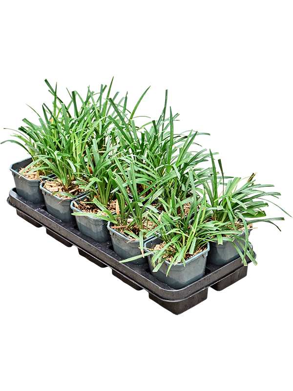 Planta naturala H20cm Liriope muscari 'Moneymaker' PS13/ in pamant