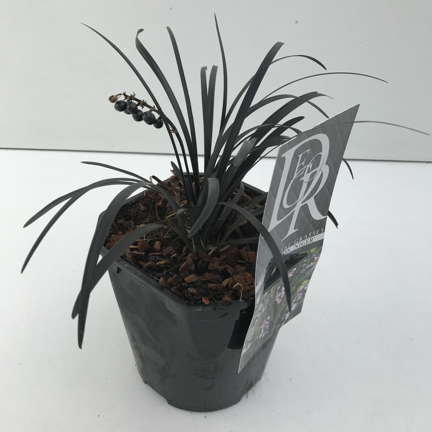 Planta naturala H20cm Ophiopogon planiscapus 'Niger' PS17/ in pamant
