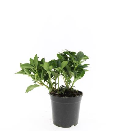 Planta naturala H20cm Pachysandra terminalis 'Green Carpet' PS14/ in pamant