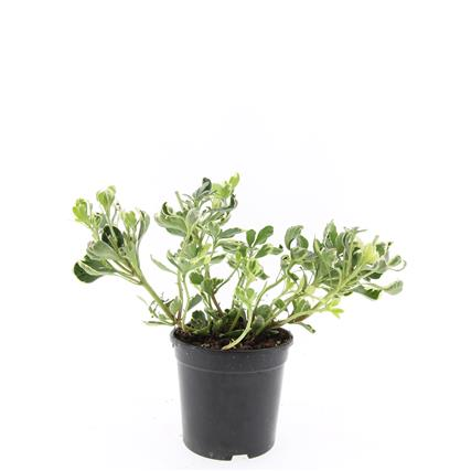 Planta naturala H20cm Pachysandra terminalis 'Variegata' PS14/ in pamant