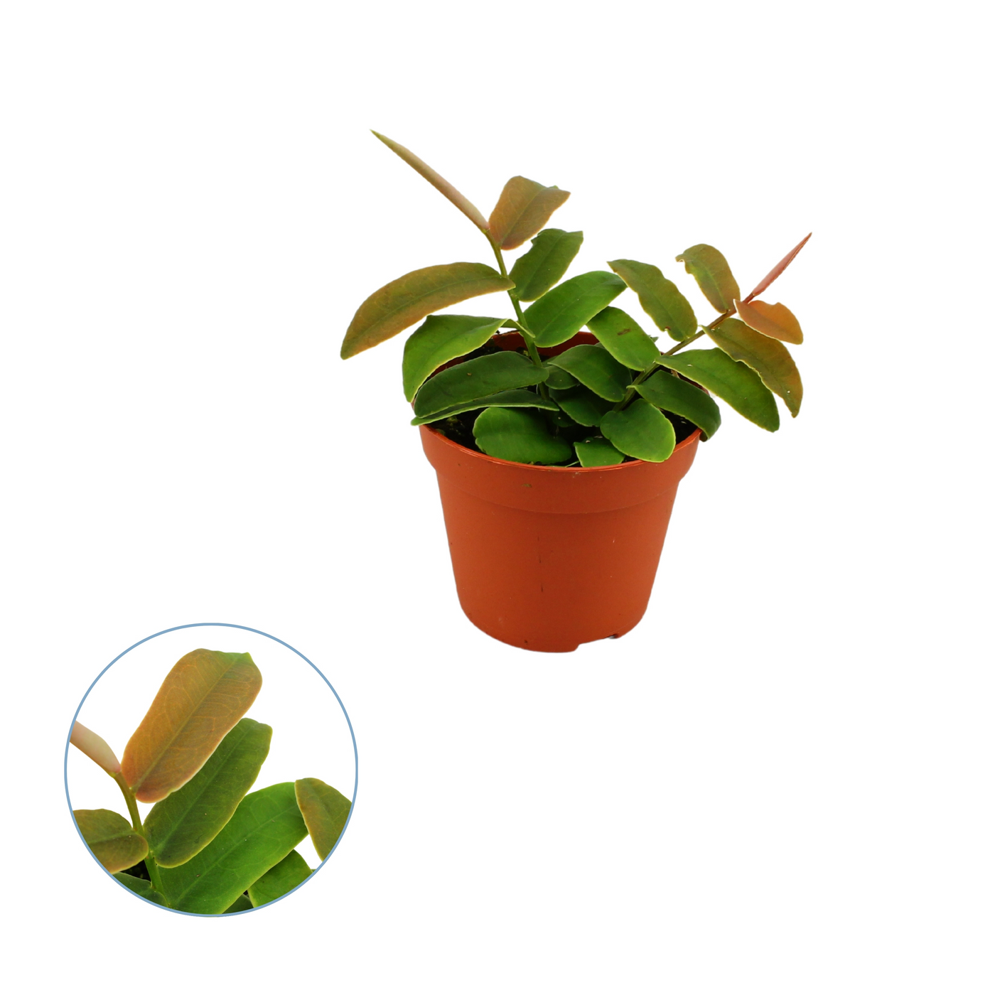 Planta naturala H20cm Pedilanthus Tithymaloides PS8/ in pamant