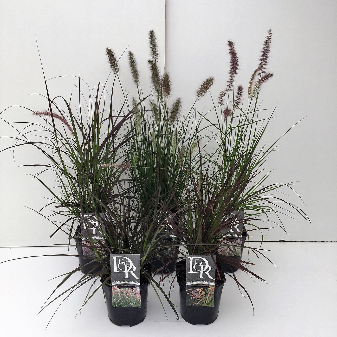 Planta naturala H20cm Pennisetum 'Rubrum' mix PS17/ in pamant