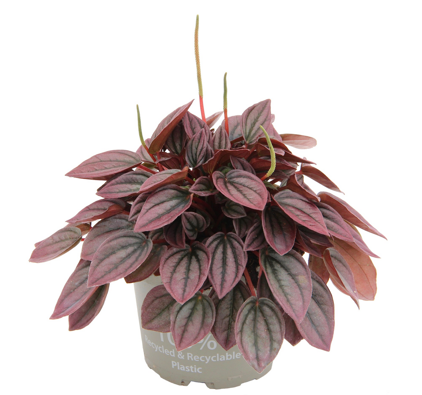 Planta naturala H20cm Peperomia caperata Cayenne PS12/ in pamant