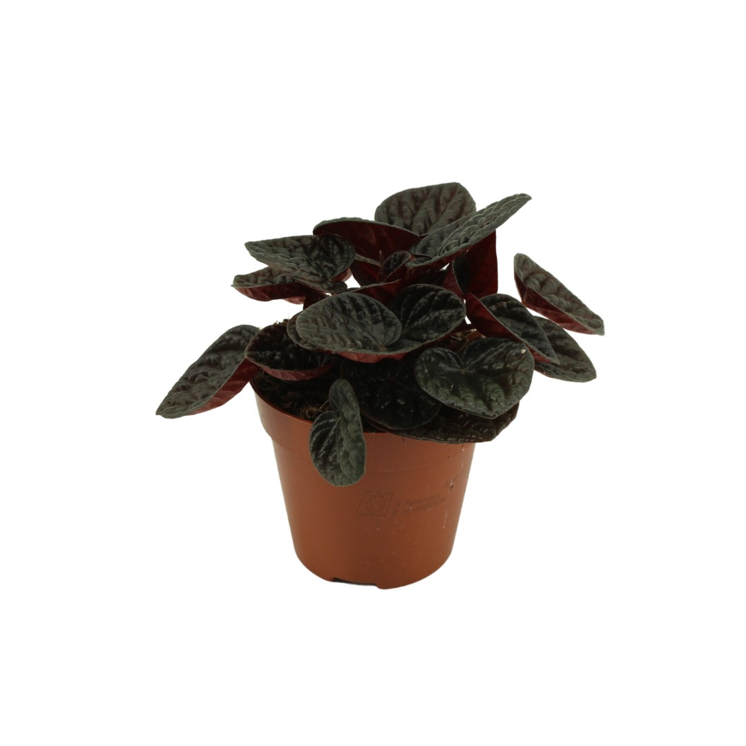 Planta naturala H20cm Peperomia Chocolat PS12/ in pamant