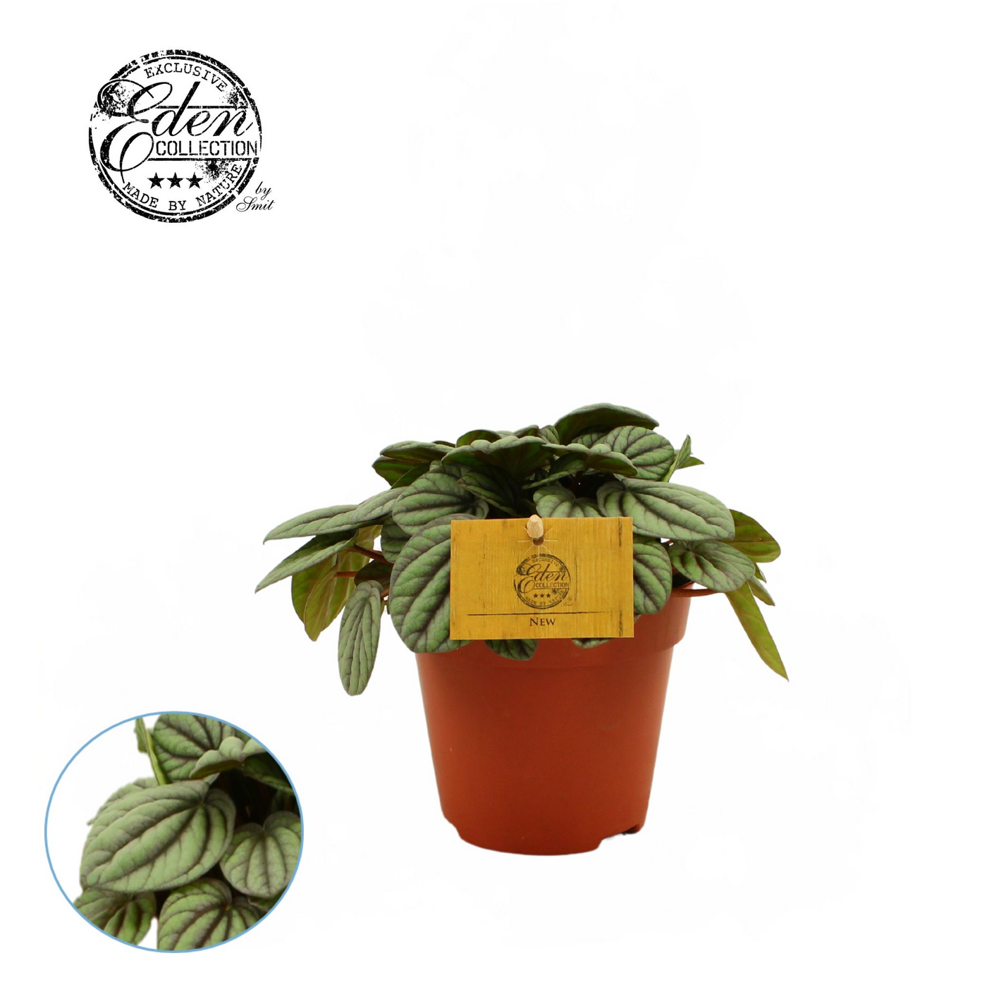 Planta naturala H20cm Peperomia Mistique PS12/ in pamant