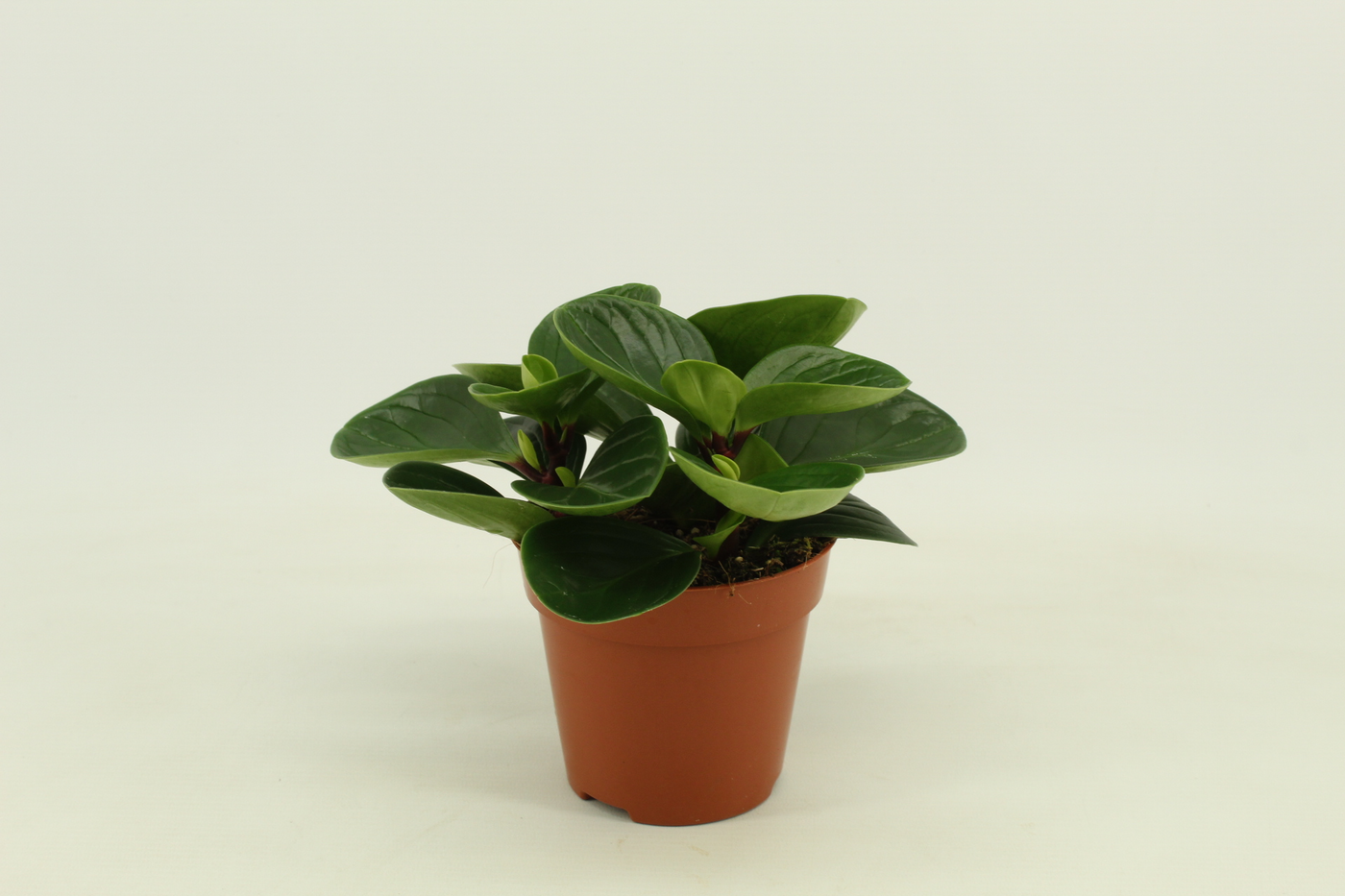 Planta naturala H20cm Peperomia Obtusifolia Red Canyon PS12/ in pamant