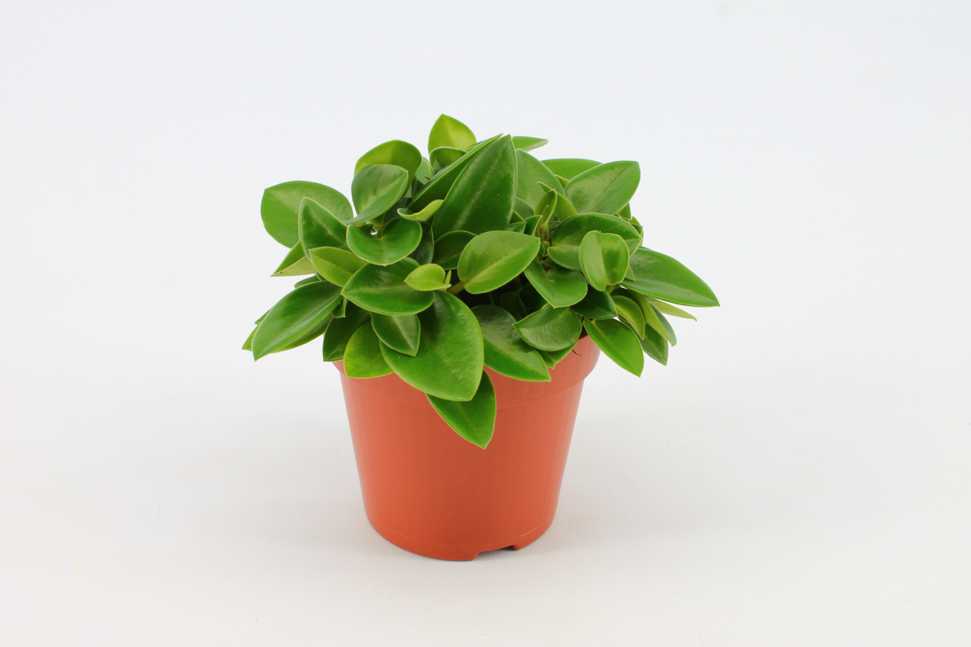 Planta naturala H20cm Peperomia Pixie PS12/ in pamant